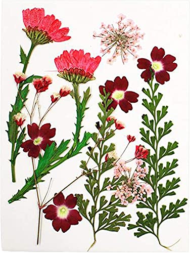 Flores secas prensadas para manualidades 13 piezas miniatura 1