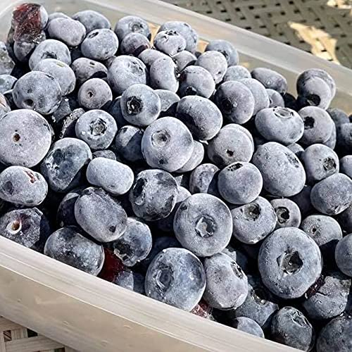 無添加 冷凍ブルーベリー 2kg パトリオット 冷凍果 北海道 北斗市 ハウレット農園