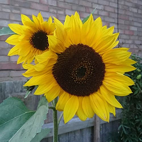 Sunflower Tall Seeds – Hardy Annual – Attracts Bees & Butterflies – Must for Every Border – for Your Beautiful Garden