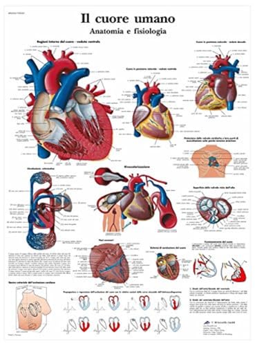 Visualiser la physiologie du cœur humain facilement grâce au modèle VR4334L