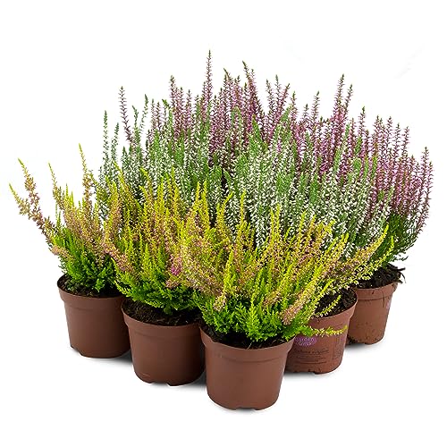 Besenheide Calluna Vulgaris Pflanze im Topf - Winterhart - Farbmischung (9 Stück / 3 Farben) Besenheide Calluna Vulgaris Pflanze im Topf - Winterhart - Farbmischung (9 Stück / 3 Farben)