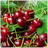 Dwarf Patio Morello Cherry Tree in 5L Pot Self-Fertile,Ready to Fruit.Great for Jam & Pies 3fatpigs®