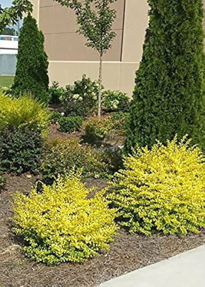 16　Sunshine leaves 514xhDqK7zS._UF894,1000_QL80_.jpg