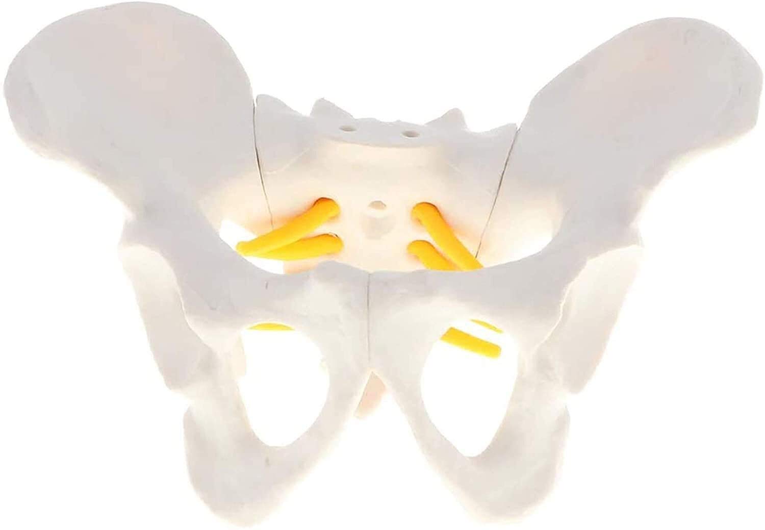 Model narządu Model szkieletu żeńskiej miednicy, anatomiczny medyczny, anatomia do nauki w klasie wyświetlacz nauczania model medyczny model anatomiczny