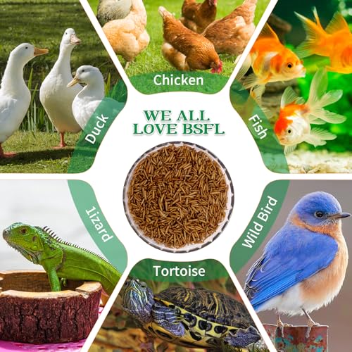 Image of Dried Black Soldier Fly Larvae Treats for Chickens Wild Birds Ducks 5LB | More Calcium Than Mealworms High-Protein Non-GMO Pure Natural