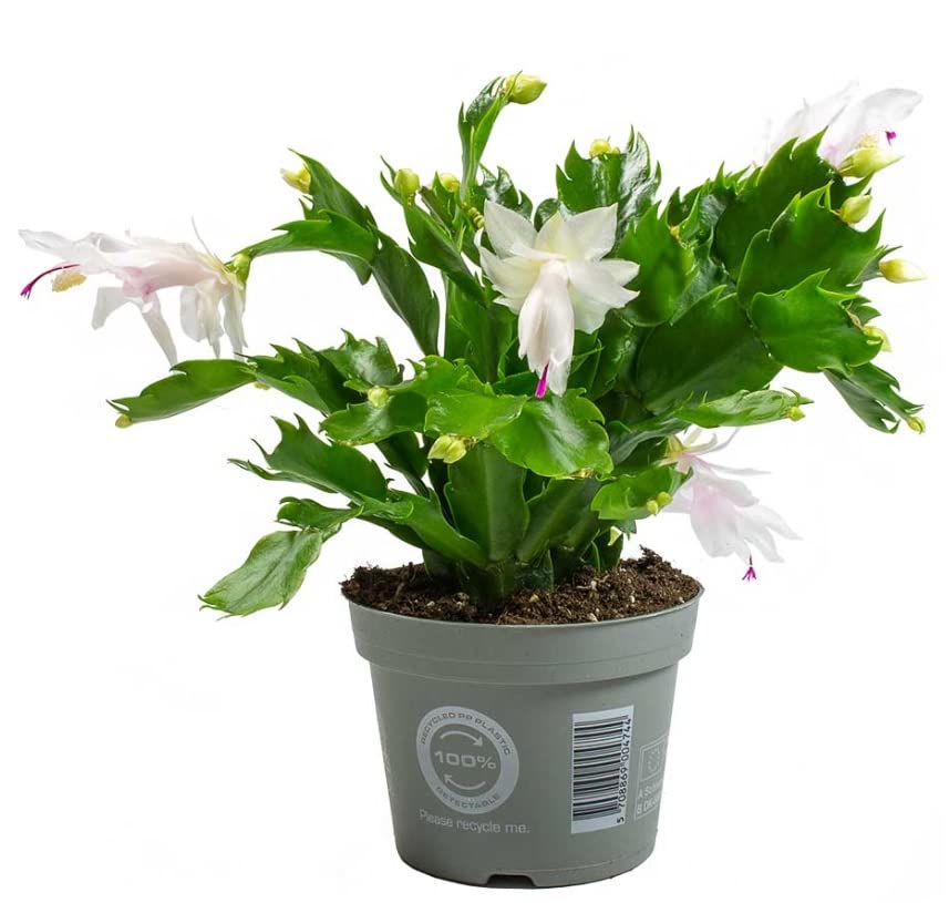 Christmas Cactus Plants, Schlumbergera White in 13 cm pots