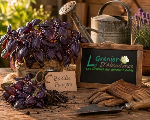 100 graines Aromatiques à semer - Le Grenier d'Abondance - BASILIC Pourpre - Ocimum basilicum purpurascens