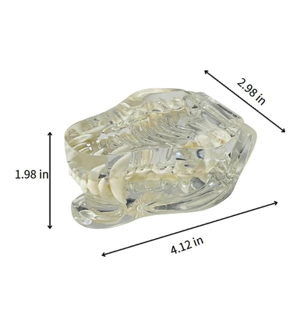 Model zębów psa anatomiczny model dentystyczny do edukacji weterynaryjnej - przezroczyste zęby ustna szczęka narzędzie do stomatologii zwierząt