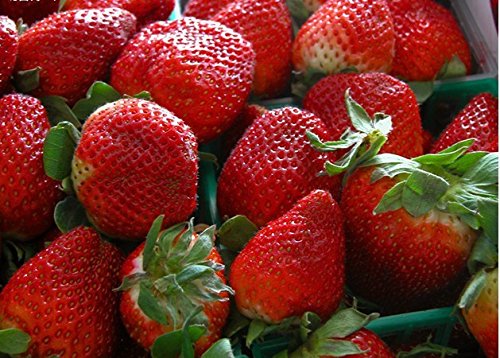 strawberryページ Red Climbing Strawberry Seeds Fruit Seeds for Home & Garden