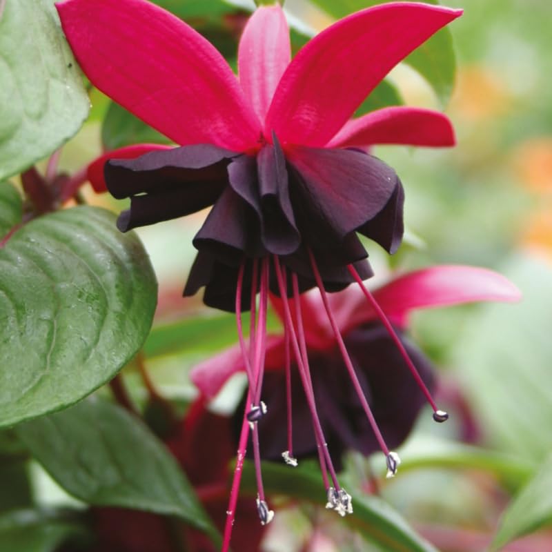 Black Fuchsia Plant YOKEBOM
