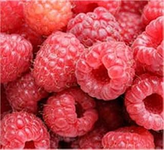Himbeere Autumn Bliss - Rubus idaeus product image