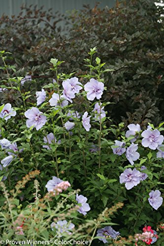 1 Gal. Blue Chiffon Rose of Sharon (Hibiscus) Live Shrub, Blue Flowers - Thumbnail 6