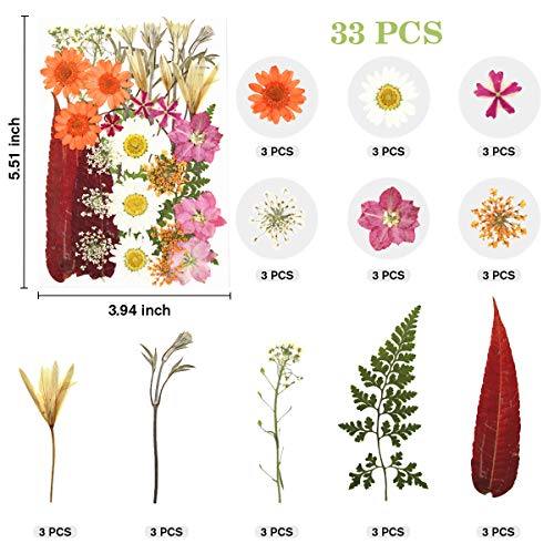 image for XUXU Real Dried Pressed Flowers Leaves Petals for Crafts, Colorful Pre