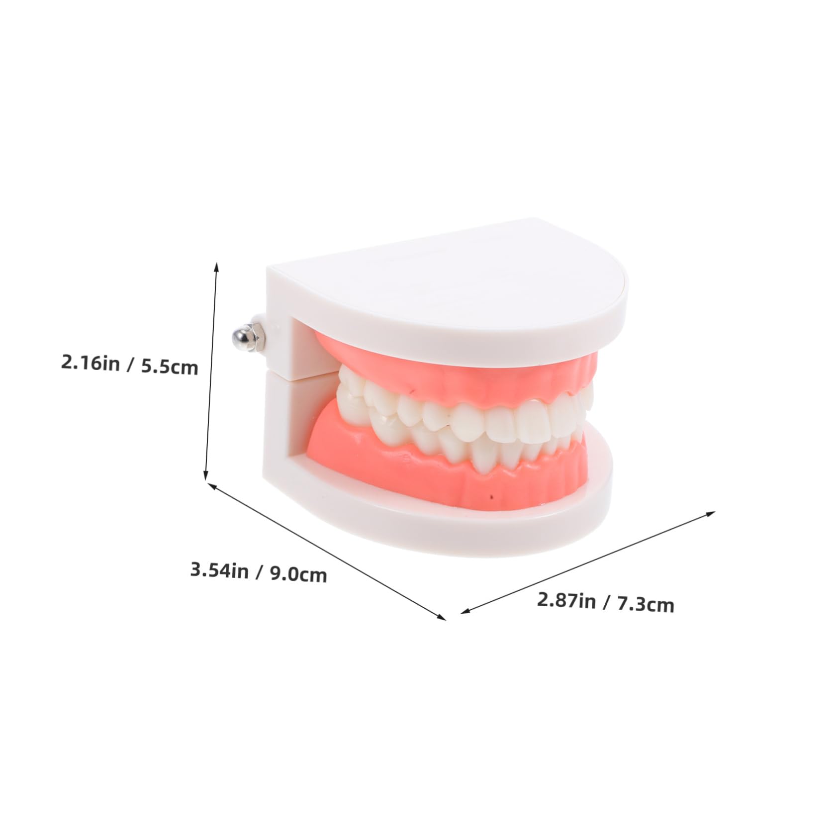 Mobestech Modèle Éducatif de Dents D'garçon et Filles Anatomiquement Correct pour Apprentissage en Maternelle, Modèle Oral Solide et Interactif pour Démonstration du Brossage et Hygiène