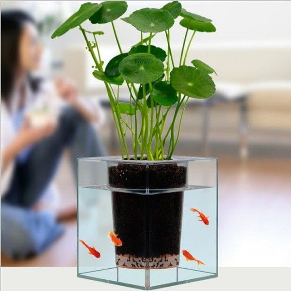 Coin Plant Dollar Weed Aquatic Live Indoor Plant, Home and Office vastu Live Coin Plant Pack Of 1 (B0D7PNX2P6) Amazon Price History, Amazon Price Tracker