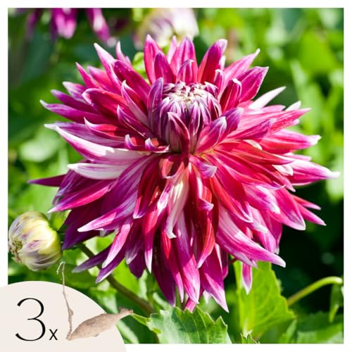 Plant in a Box - Dahlia Vancouver - Bulbos - Set de 3 - Dalia 'Dinner-plate' - Bulbos de Dalia - Flores de verano