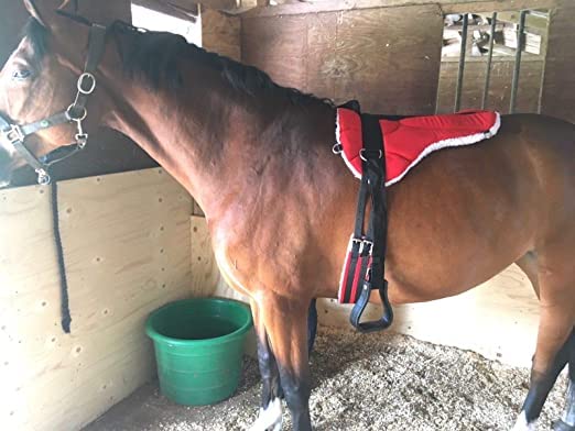 BLessing premium horse bare back pad with striuups red colour (B0BVHK2XD4) Amazon Price History, Amazon Price Tracker