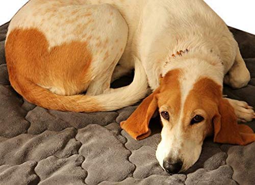ggm antiallergische Hundedecke in 100x120 cm – Schnell trocknende, unempfindliche & Flauschige Kuscheldecke, Maschinenwaschbare Liegedecke für Hunde, Flöhe- und Milbenresistent – anthrazit