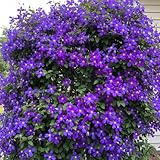 Clematis Vine Plant Live in 2.5'' Pot, Fragrant Flowering Plant, Live Vine...