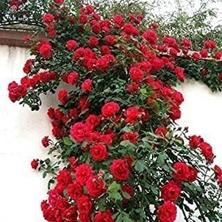 Live Climbing Red Rose Plant with Plastic Pot, Creeping, Rambling, Ornamental, Vining, Fragrant, Trailing Flower (ROSE FLOWER PLANT) (ROSE PLANT)