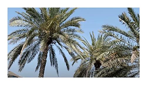 10x Phoenix dactylifera Real Date Palm Garden Plants Seeds ID423 Seeds Plants Shop Seed Bench Pullingen Patrik Ipsa