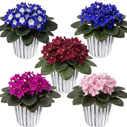 1 Random African Violets Live Plant in 4' Pot, Starter African Violet for HouseplantIndoor Outdoor...