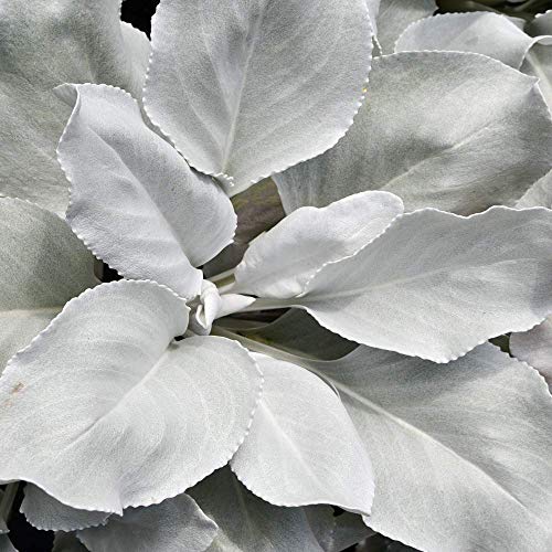 Senecio Angel Wings Evergreen Hardy Outdoor Perennial Garden Plants in Plant Pot (9cm Pot, 15-30cm)