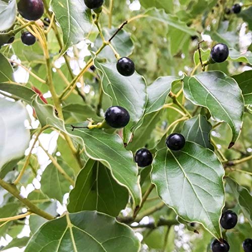 Bloom&Grow® Camphor Tree Cinnamomum Camphora Karpur Live Outdoor Plant (1 Healthy Plant)