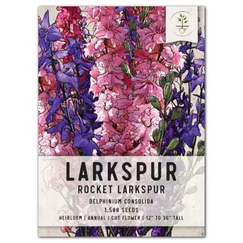 Seed Needs Rocket Larkspur Seeds to Plant Annual Delphinium Flowers 1 Pack