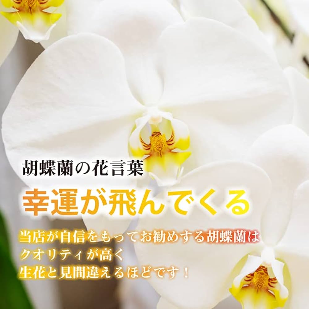 Amazon｜高級 胡蝶蘭5本立ち 光触媒 シルクフラワー 造花