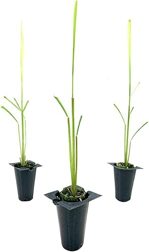 Cymbopogon Nardus Citronella Grass  3 plantas vivas  Perfecto para jardines al aire libre y decoración de patio, planta aromática fácil de cultivar