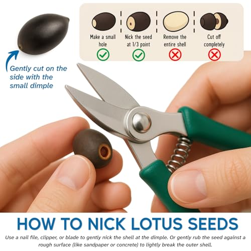80Pcs Lotus Seeds for Planting – Bonsai Bowl Lotus Flower Seeds, Mixed Non-GMO Easy Grow Semillas de Flor de Loto for Pond, Fish Tank & Home Garden - Thumbnail 3
