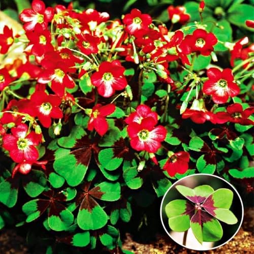 Oxalis deppei Glücksklee - zweifarbigm rot&weiss