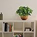 Nahuaa Fake Outdoor Plants, 4PCS UV Protected Silk Tropical Palm Leaves Faux Plants Outdoor Fake Ferns for Indoor Outdoor Home Kitchen Office Windowsill Table Centerpieces Fake Spring Decoration
