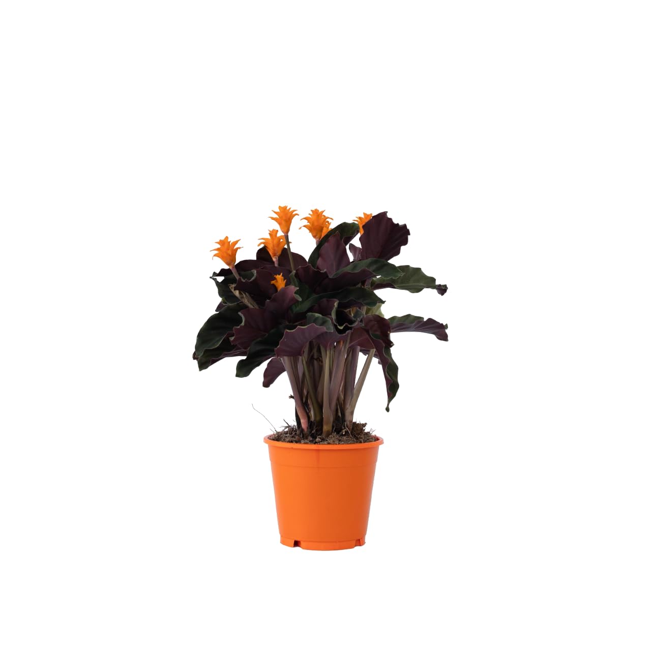 duftender drachenbaum gelbe blätter Dracaena fragrans main image 1