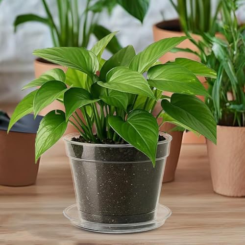 Macetas de vivero transparentes controlan el riego de plántulas en casa 8