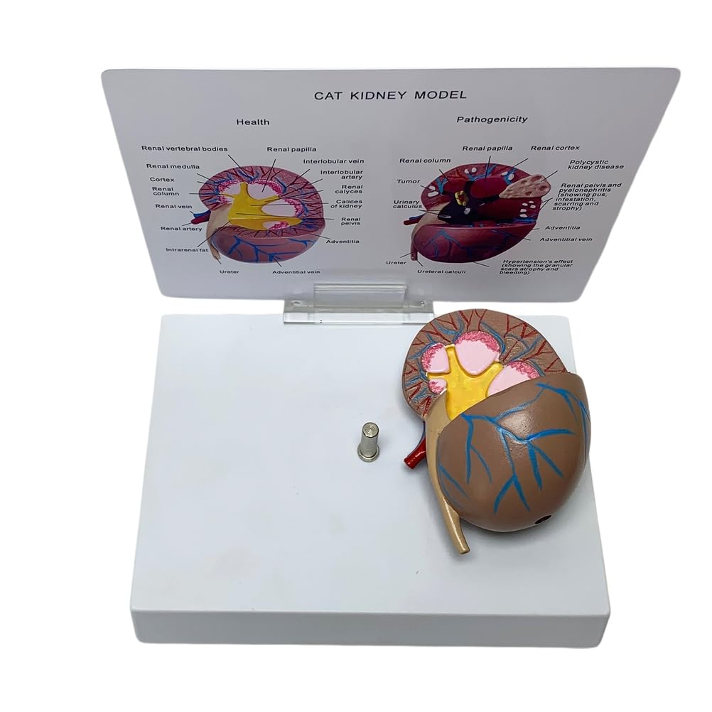 YRQMGSF Pet Animal Kidney Anatomy Model Cat Kidney Health Anatomy Model for Animal Veterinary Teaching