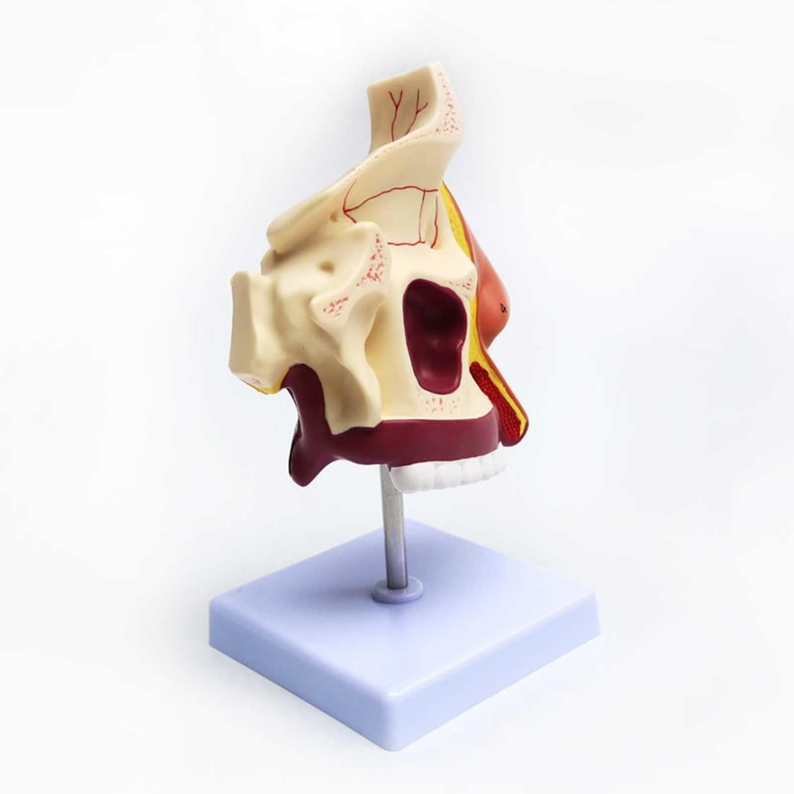 Modelo De Anatomía De La Cavidad Otorrinolaringología Modelo De Cavidad Nasal Modelo De Nariz Modelo De Boca Y Nariz Modelo Nasal Exhibición De Enseñanza De Productos De Laboratorio De Ciencias De Jar