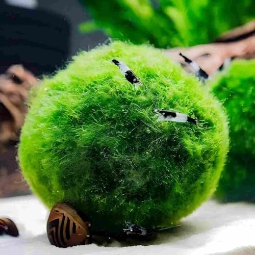 RWSEFK 2-Pack Live Moss Pebbles