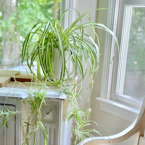 Spider Plant Live in Pot – Indoor Air Purifier Houseplant for Kit...