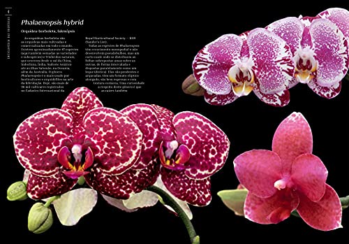 Enciclopédia das Orquídeas - Volume 17
