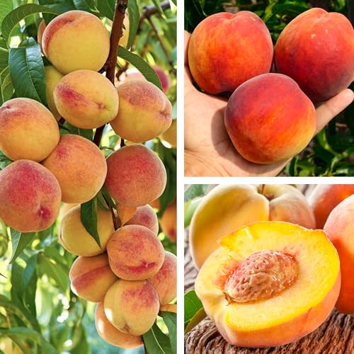 Pfirsichbaum Maycrest Obstbaum 80-140 cm, Aromatische Süße Früchte, Winterharter, Wurzelnackte Obstbaume, Pfirsich, Prunus Persica, Mehrjährig, Ideal für Garten & Obstwiese