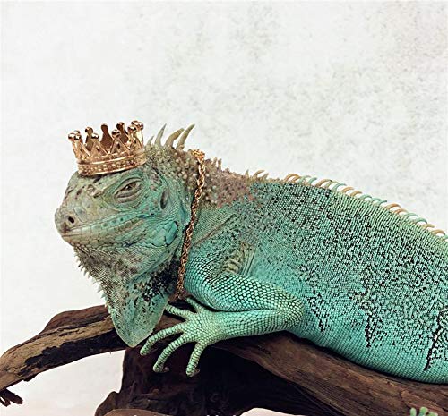 HAICHEN TEC Colar de coroa de lagarto Acessórios de roupas de répteis Corrente de liga de ouro Coroa