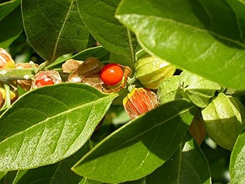 Baby Plants - Live Ashwagandha Herb Plant (B09C4TVBZH) Amazon Price History, Amazon Price Tracker