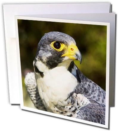 Danita Delimont – Falcons – Wary Eye of Peregrine Falcon – na02 pw
