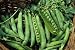 Pea Green Arrow Great Heirloom Vegetable By Seed Kingdom BULK 1,200 Seeds