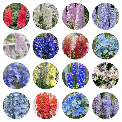 semillas resistentes de delphinium - exóticas jardín balcón interior 450pcs