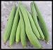 (20) Asian Vegetable Edible Luffa seeds , long Smooth sponge gourd, Muop Huong by Kitchenseeds