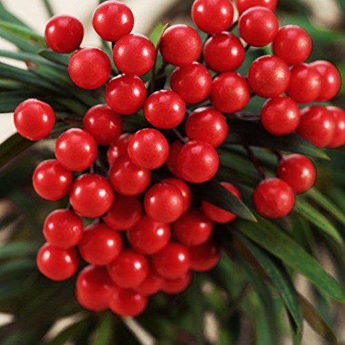 Bbto Artificial 200 Pack Holly Christmas Berries On 100 Wire Stems 8 Mm Fake Berries For Christmas Tree Decorations Wreath Craft Wedding Party Favor (Red) #TOP3