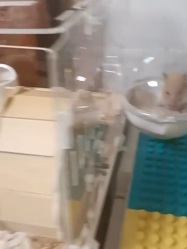 Amazon | ハムスター ケージ 大きい 60cm 透明 ルーミィ 仕切り 2階